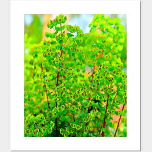 Euphorbia Ascot Rainbow Posters and Art